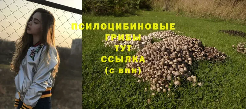 Галлюциногенные грибы Psilocybine cubensis  Барнаул 